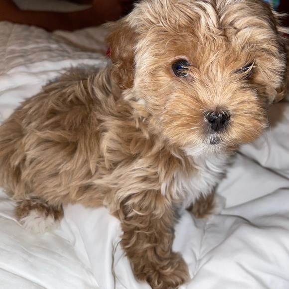 Meet your Posher, Addisyn - Picture 1 of 1